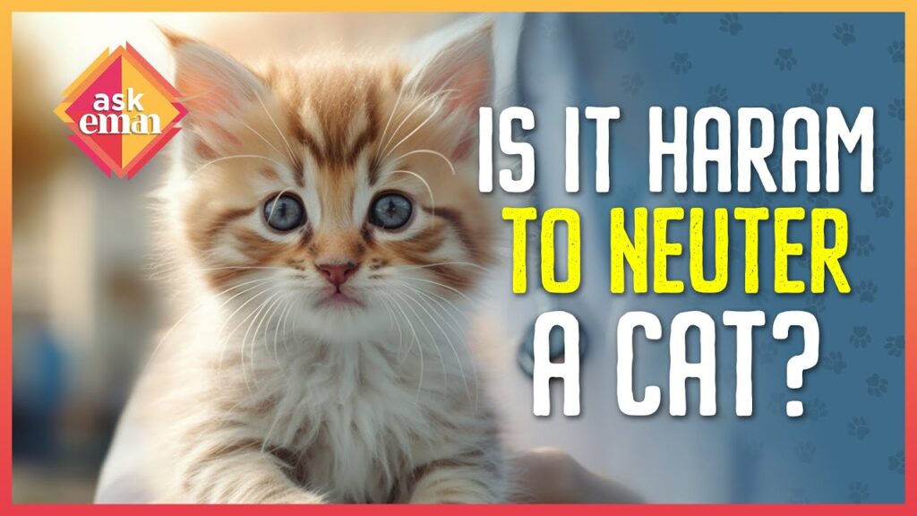 Is It Permissible To Neuter Cats?