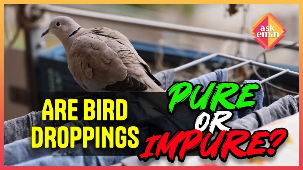 Are Bird Droppings Pure Or Impure?