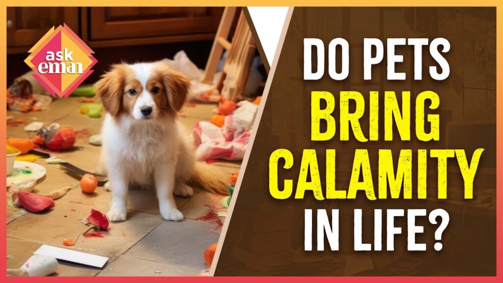 Do Pets Bring Calamities Into The Owner’s Life ?